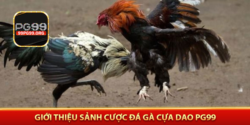 Giới thiệu sảnh cược đá gà cựa dao PG99