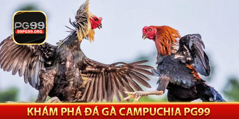 Khám phá đá gà campuchia pg99