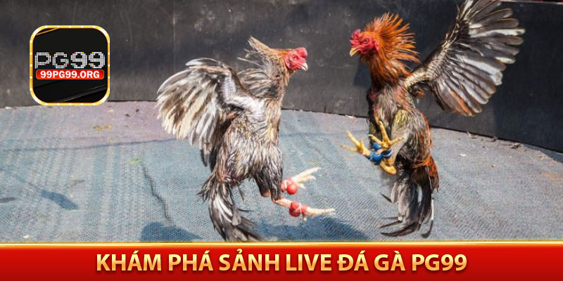 Khám phá sảnh live đá gà PG99