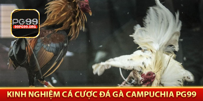 Kinh nghiệm cá cược đá gà Campuchia PG99