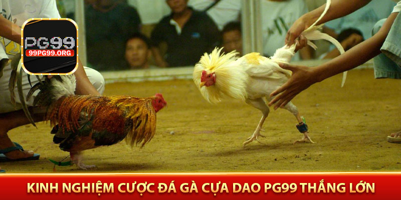 Kinh nghiệm cược đá gà cựa dao PG99 thắng lớn