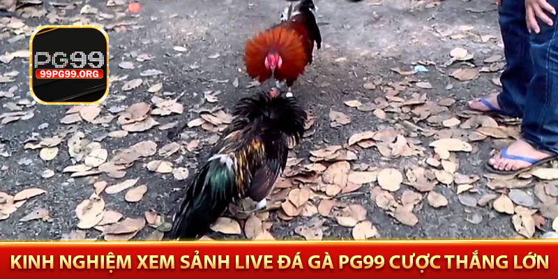 Kinh nghiệm xem sảnh live đá gà PG99 cược thắng lớn