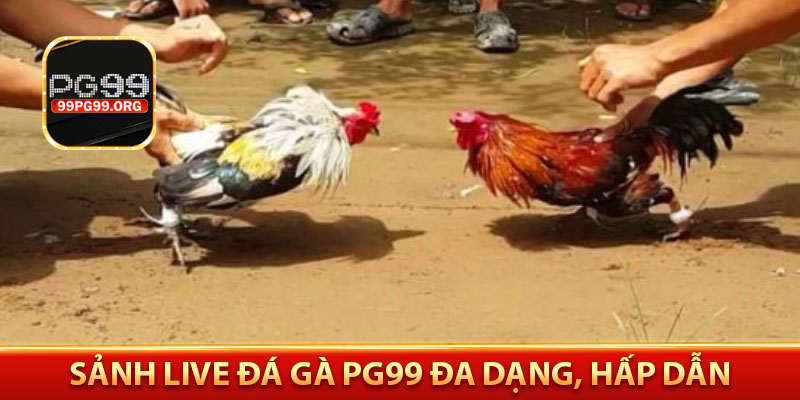Sảnh live đá gà PG99 đa dạng, hấp dẫn