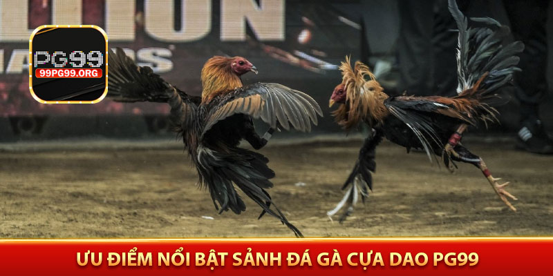 Ưu điểm nổi bật sảnh đá gà cựa dao PG99